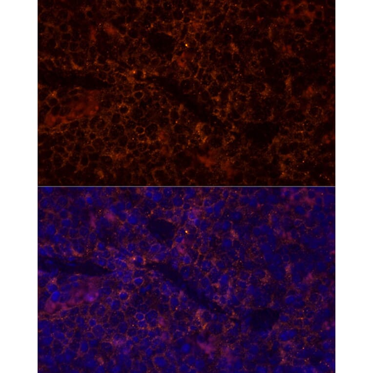 Immunofluorescence - Anti-CD45 Antibody (A88986) - Antibodies.com