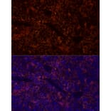 Immunofluorescence - Anti-CD45 Antibody (A88986) - Antibodies.com