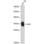 Western Blot - Anti-Kallikrein 6 Antibody (A88989) - Antibodies.com