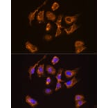 Immunofluorescence - Anti-Thyrotropin Releasing Hormone (TRH) Antibody (A88990) - Antibodies.com