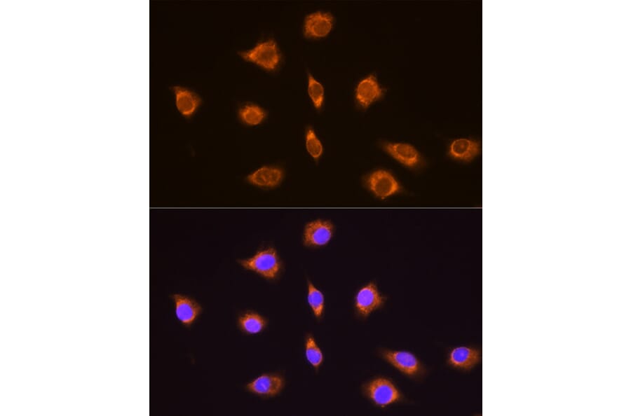Immunofluorescence - Anti-Thyrotropin Releasing Hormone (TRH) Antibody (A88990) - Antibodies.com