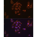 Immunofluorescence - Anti-Thyrotropin Releasing Hormone (TRH) Antibody (A88990) - Antibodies.com