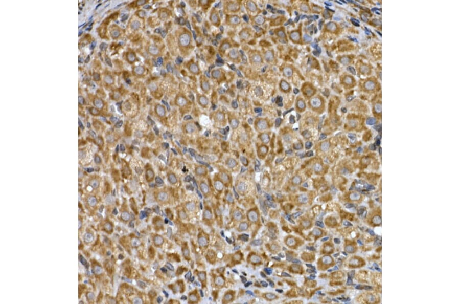 Immunohistochemistry - Anti-Insig2 Antibody (A88992) - Antibodies.com