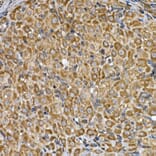 Immunohistochemistry - Anti-Insig2 Antibody (A88992) - Antibodies.com