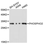 Western Blot - Anti-PHOSPHO2 Antibody (A12816) - Antibodies.com