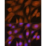 Immunofluorescence - Anti-GSTT2 Antibody (A88994) - Antibodies.com
