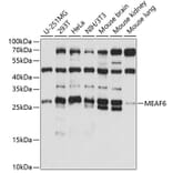 Western Blot - Anti-MEAF6 Antibody (A88995) - Antibodies.com