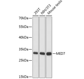 Western Blot - Anti-MED7 Antibody (A88999) - Antibodies.com