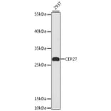 Western Blot - Anti-CEP27 Antibody (A13707) - Antibodies.com