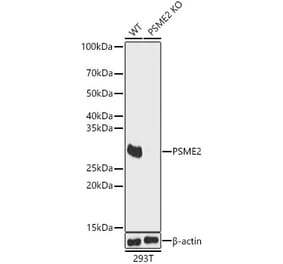Western Blot - Anti-PSME2 Antibody (A89001) - Antibodies.com