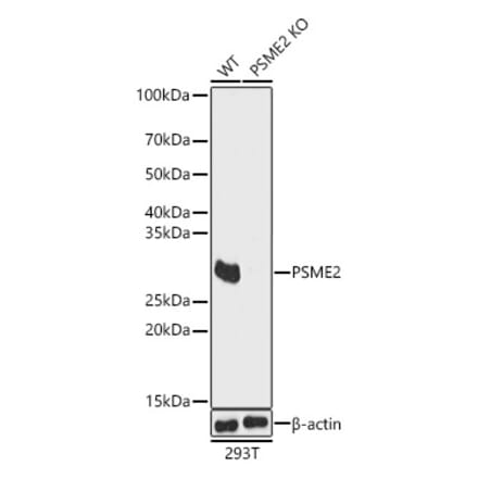 Western Blot - Anti-PSME2 Antibody (A89001) - Antibodies.com