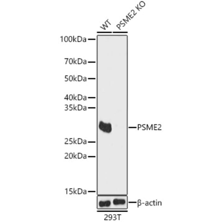 Western Blot - Anti-PSME2 Antibody (A89001) - Antibodies.com