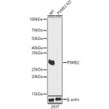 Western Blot - Anti-PSME2 Antibody (A89001) - Antibodies.com