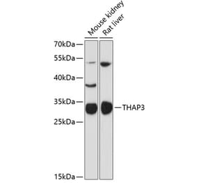 Western Blot - Anti-THAP3 Antibody (A89002) - Antibodies.com