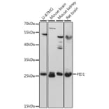 Western Blot - Anti-PID1 Antibody (A89006) - Antibodies.com