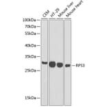 Western Blot - Anti-RPS3 Antibody (A89007) - Antibodies.com