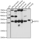 Western Blot - Anti-GSTT2 Antibody (A89008) - Antibodies.com