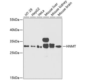 Western Blot - Anti-HMT Antibody (A89009) - Antibodies.com