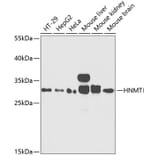 Western Blot - Anti-HMT Antibody (A89009) - Antibodies.com