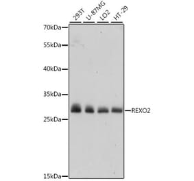 Western Blot - Anti-REXO2 Antibody (A89013) - Antibodies.com