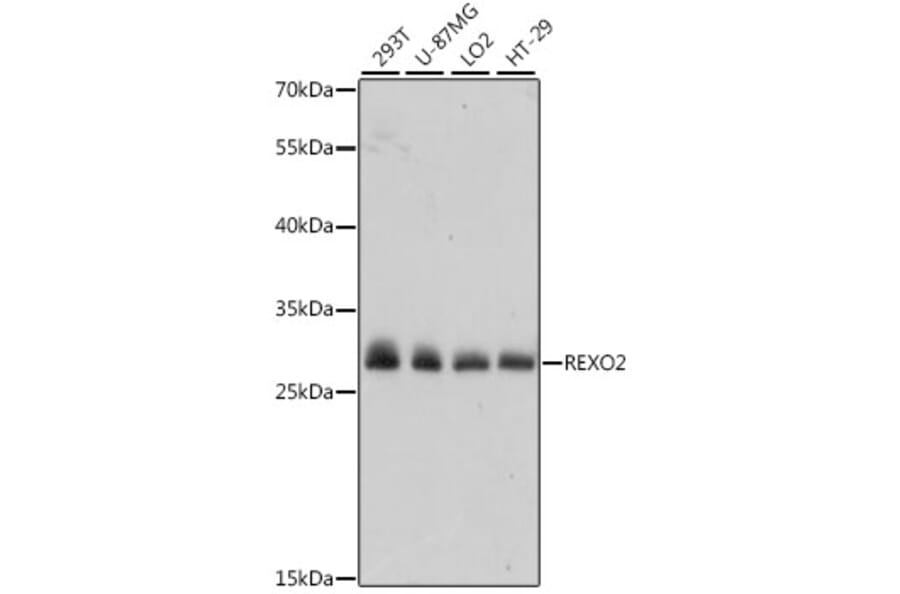 Western Blot - Anti-REXO2 Antibody (A89013) - Antibodies.com
