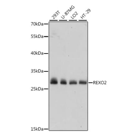 Western Blot - Anti-REXO2 Antibody (A89013) - Antibodies.com