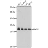 Western Blot - Anti-REXO2 Antibody (A89013) - Antibodies.com