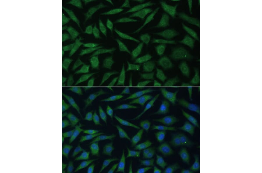 Immunofluorescence - Anti-REXO2 Antibody (A89013) - Antibodies.com