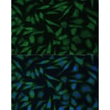 Immunofluorescence - Anti-REXO2 Antibody (A89013) - Antibodies.com