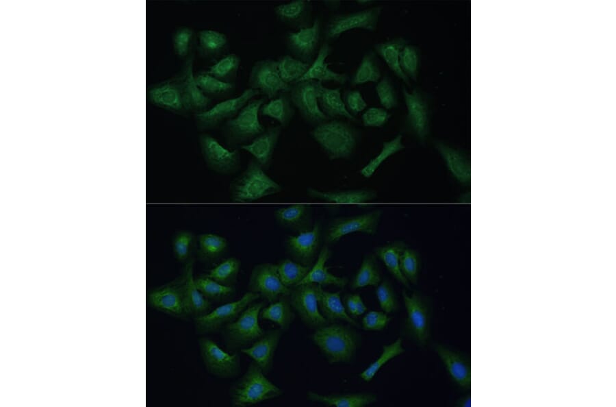 Immunofluorescence - Anti-REXO2 Antibody (A89013) - Antibodies.com