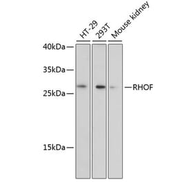 Western Blot - Anti-RhoF Antibody (A89016) - Antibodies.com