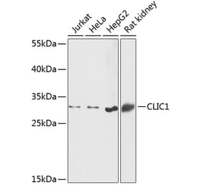 Western Blot - Anti-CLIC1 Antibody (A89017) - Antibodies.com