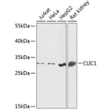 Western Blot - Anti-CLIC1 Antibody (A89017) - Antibodies.com