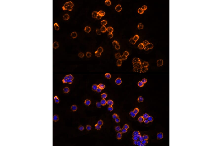 Immunofluorescence - Anti-CLIC1 Antibody (A89017) - Antibodies.com