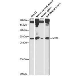 Western Blot - Anti-MYF6 Antibody (A89019) - Antibodies.com