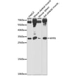 Western Blot - Anti-MYF6 Antibody (A89019) - Antibodies.com