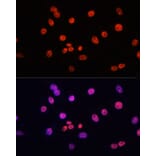 Immunofluorescence - Anti-MYCT1 Antibody (A89021) - Antibodies.com