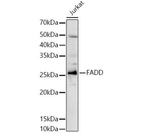 Western Blot - Anti-FADD Antibody (A89025) - Antibodies.com