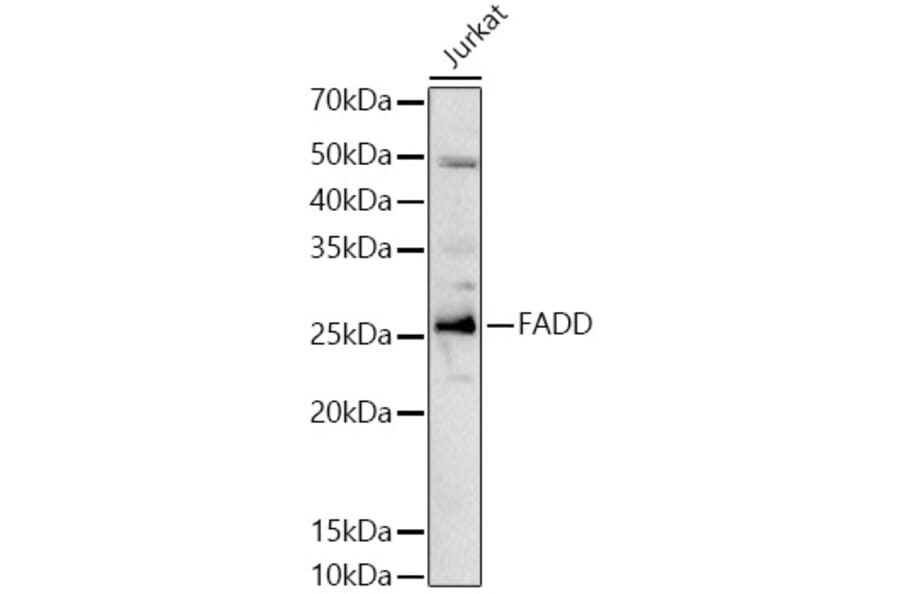 Western Blot - Anti-FADD Antibody (A89025) - Antibodies.com