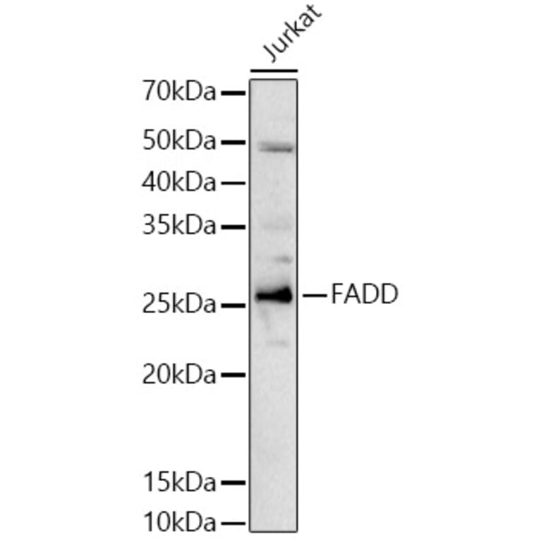 Western Blot - Anti-FADD Antibody (A89025) - Antibodies.com