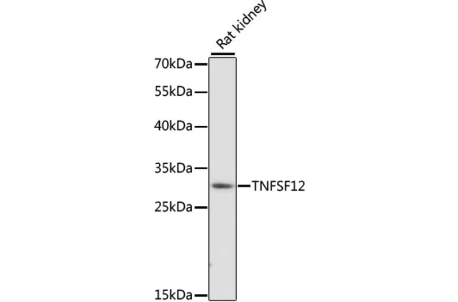 Western Blot - Anti-TWEAK Antibody (A89027) - Antibodies.com