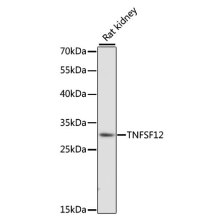 Western Blot - Anti-TWEAK Antibody (A89027) - Antibodies.com
