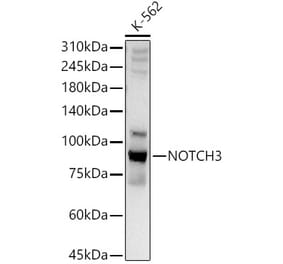 Western Blot - Anti-NOTCH3 Antibody (A89029) - Antibodies.com