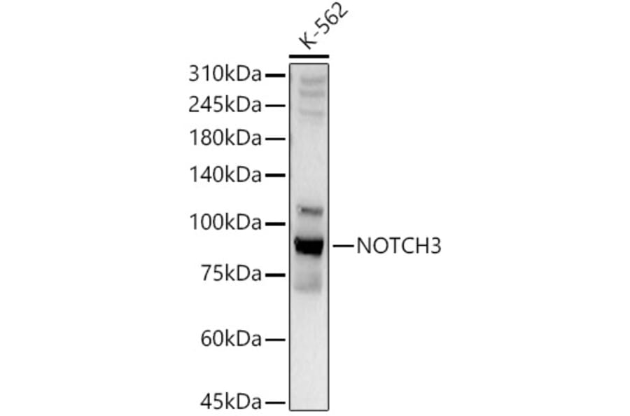 Western Blot - Anti-NOTCH3 Antibody (A89029) - Antibodies.com