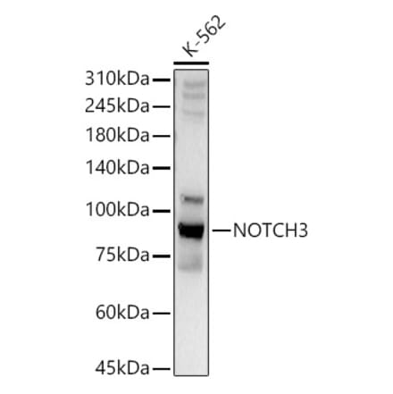 Western Blot - Anti-NOTCH3 Antibody (A89029) - Antibodies.com