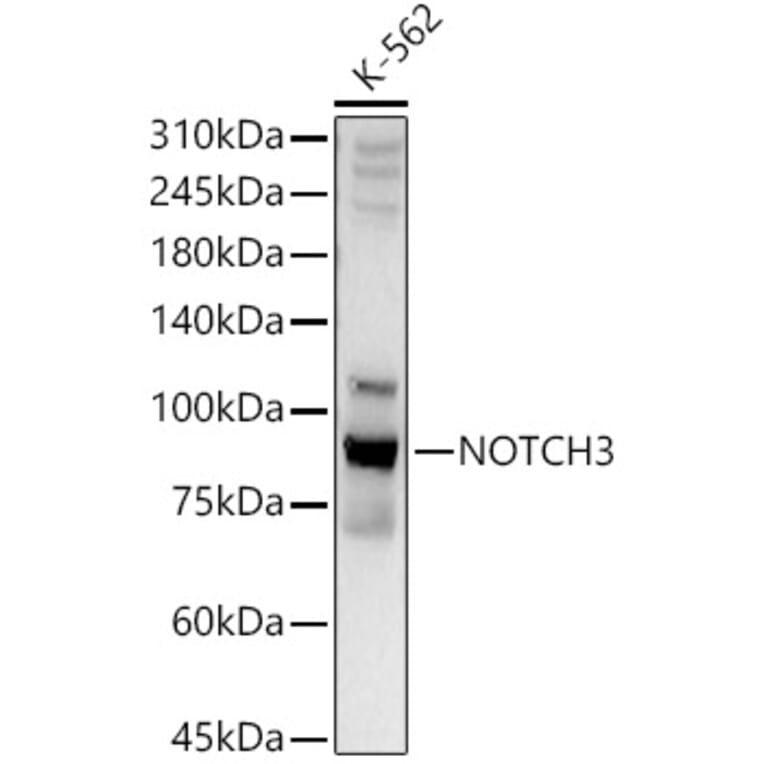 Western Blot - Anti-NOTCH3 Antibody (A89029) - Antibodies.com