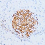 Immunohistochemistry - Anti-NOTCH3 Antibody (A89029) - Antibodies.com