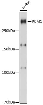 Western blot analysis of extracts of various cell lines, using Anti-PCM1 Antibody (A16637) at 1:1,000 dilution.
Secondary antibody: Goat Anti-Rabbit IgG (H+L) (HRP) (AS014) at 1:10,000 dilution.
Lysates / proteins: 25µg per lane.
Blocking buffer: 3% non-fat dry milk in TBST.
Detection: ECL Basic Kit (RM00020).
Exposure time: 120s.