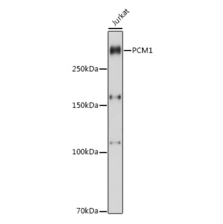 Western Blot - Anti-PCM1 Antibody (A89031) - Antibodies.com