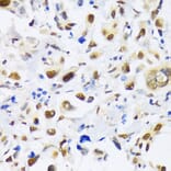 Immunohistochemistry - Anti-KAT3B/p300 Antibody (A89032) - Antibodies.com